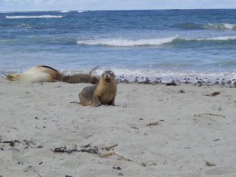 Seehundbaby bei Seal Bay