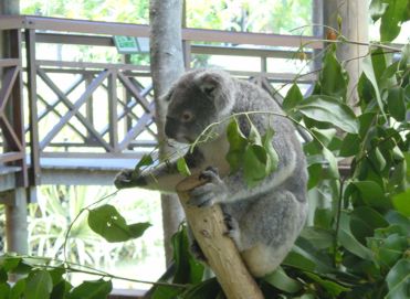 Unser erster Koala 