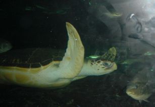 Wasserschildkrte im Sydney Aquarium