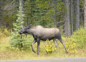 An der Strasse zum Maligne Lake