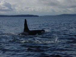 Orcas vor Victoria