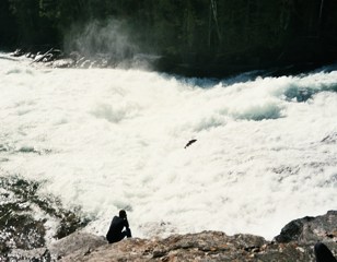 Lachswanderung bei den Baily Chutes