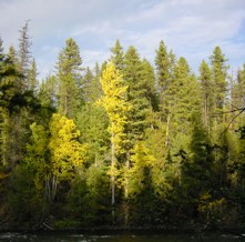 Herbstfarben im Wells Gray Park