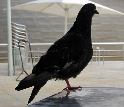 ein Gast in der Cafeteria des Guggenheim Museums